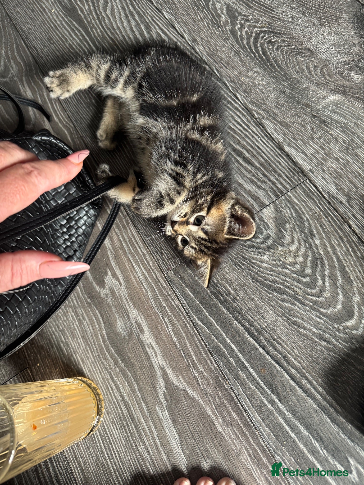 Mixed Breed cats Super cute kittens  - Advert 1