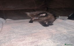 Mixed Breed cats for sale: 5 beautiful kittens mother part ragdoll - Image 6