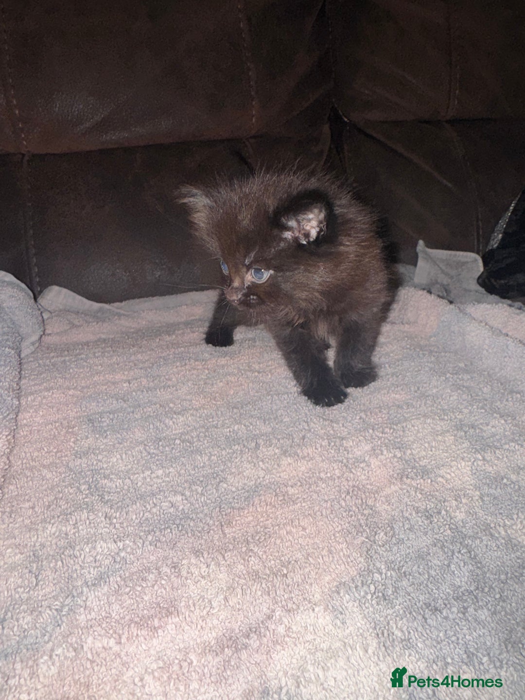 Mixed Breed cats for sale: 5 beautiful kittens mother part ragdoll - Image 6