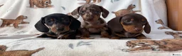 Dachshund dogs for sale: Dachshund puppies for sale  in Basildon - Advert 7