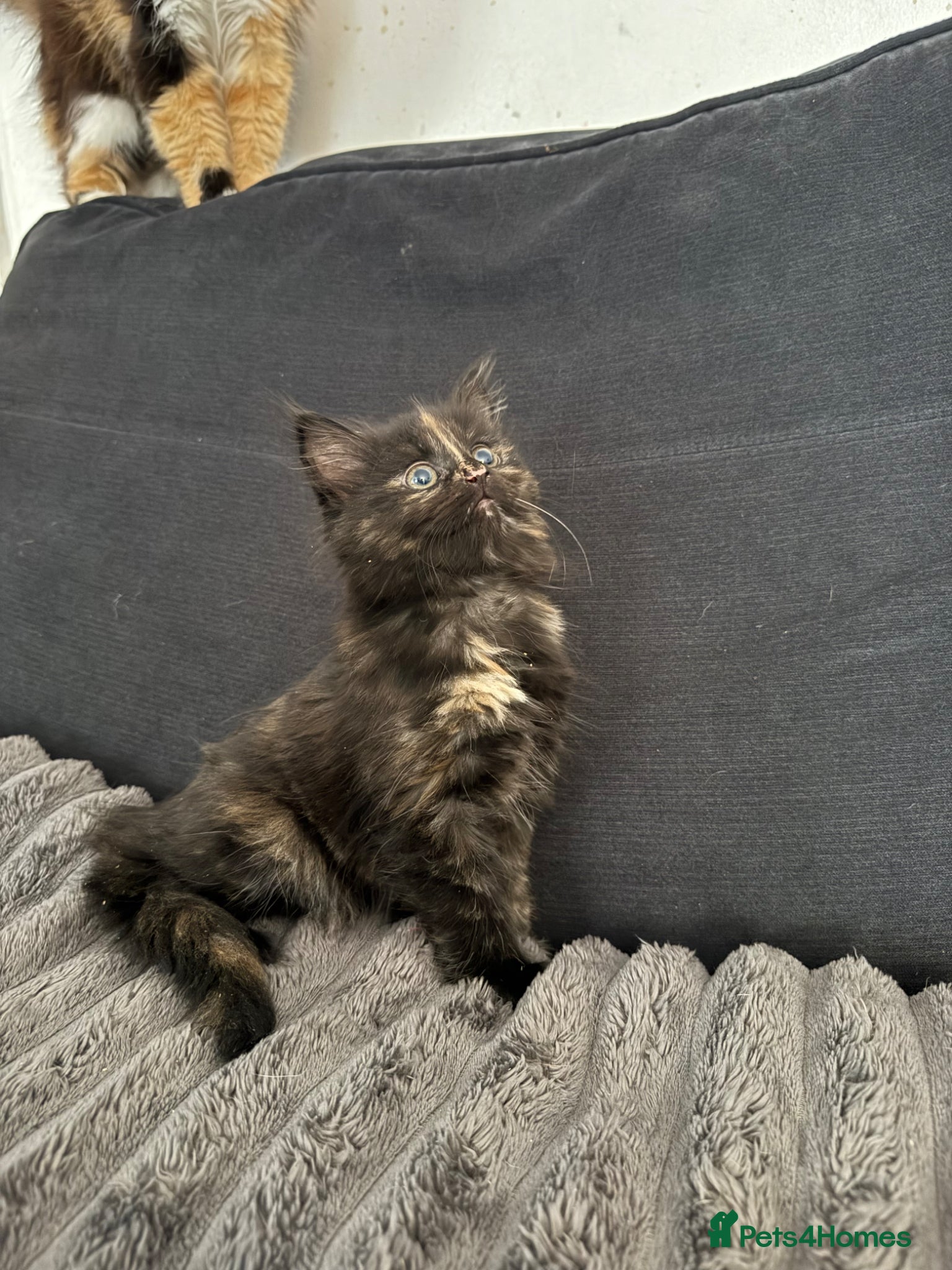 Mixed Breed cats Fluffy kittens  - Advert 10