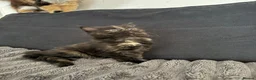 Mixed Breed cats for sale: Fluffy kittens  - Advert 1