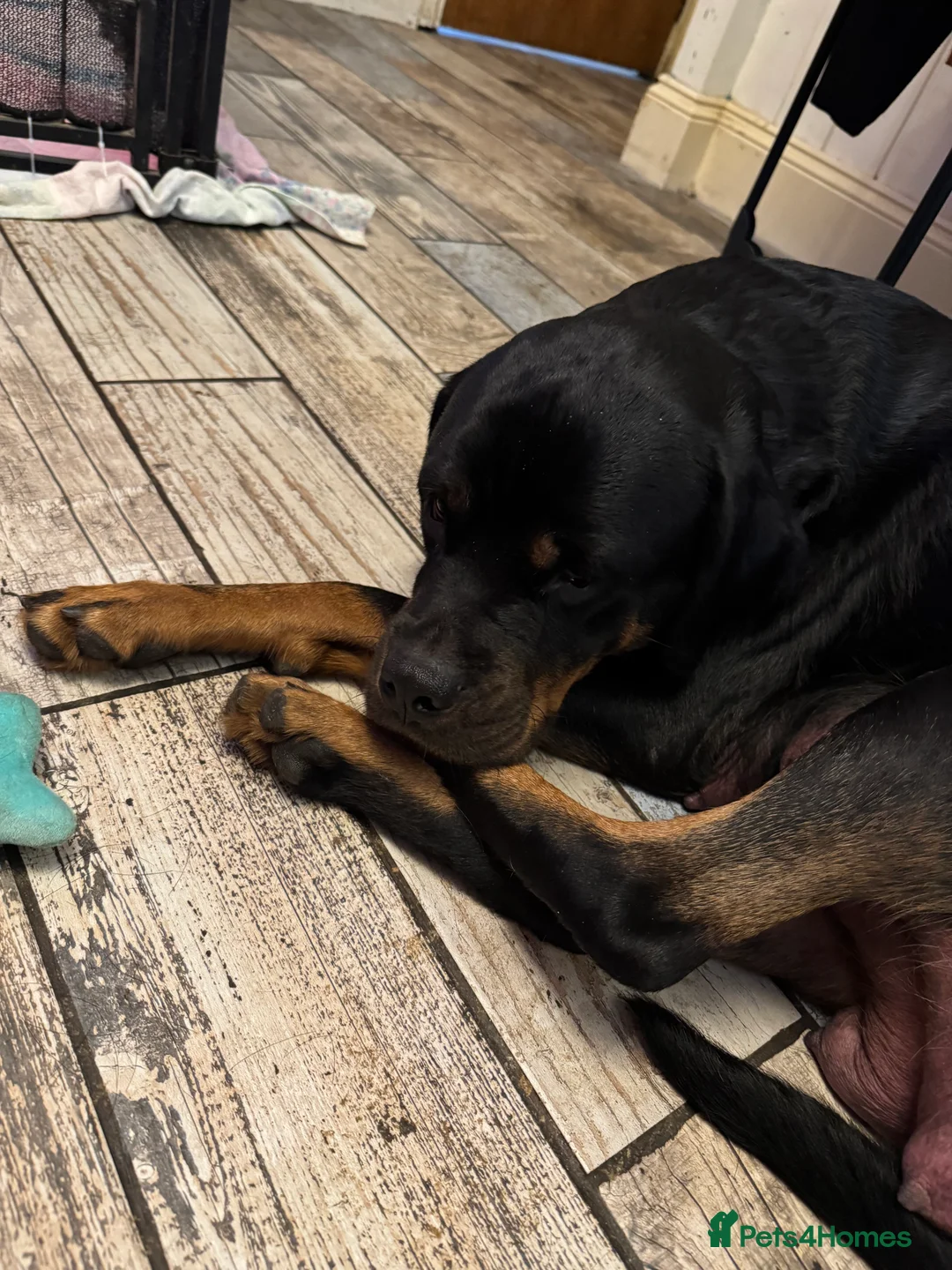 Rottweiler dogs for sale: Beautiful female Rottweiler  - Advert 1