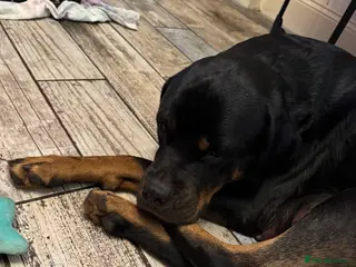 Rottweiler dogs Beautiful female Rottweiler - Advert 6