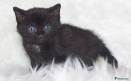 Mixed Breed cats for sale: 5 Happy Playful Kittens  - Advert 10