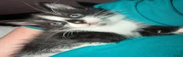 Mixed Breed cats for sale: Two kitten for sale  in Holyhead - Advert 2