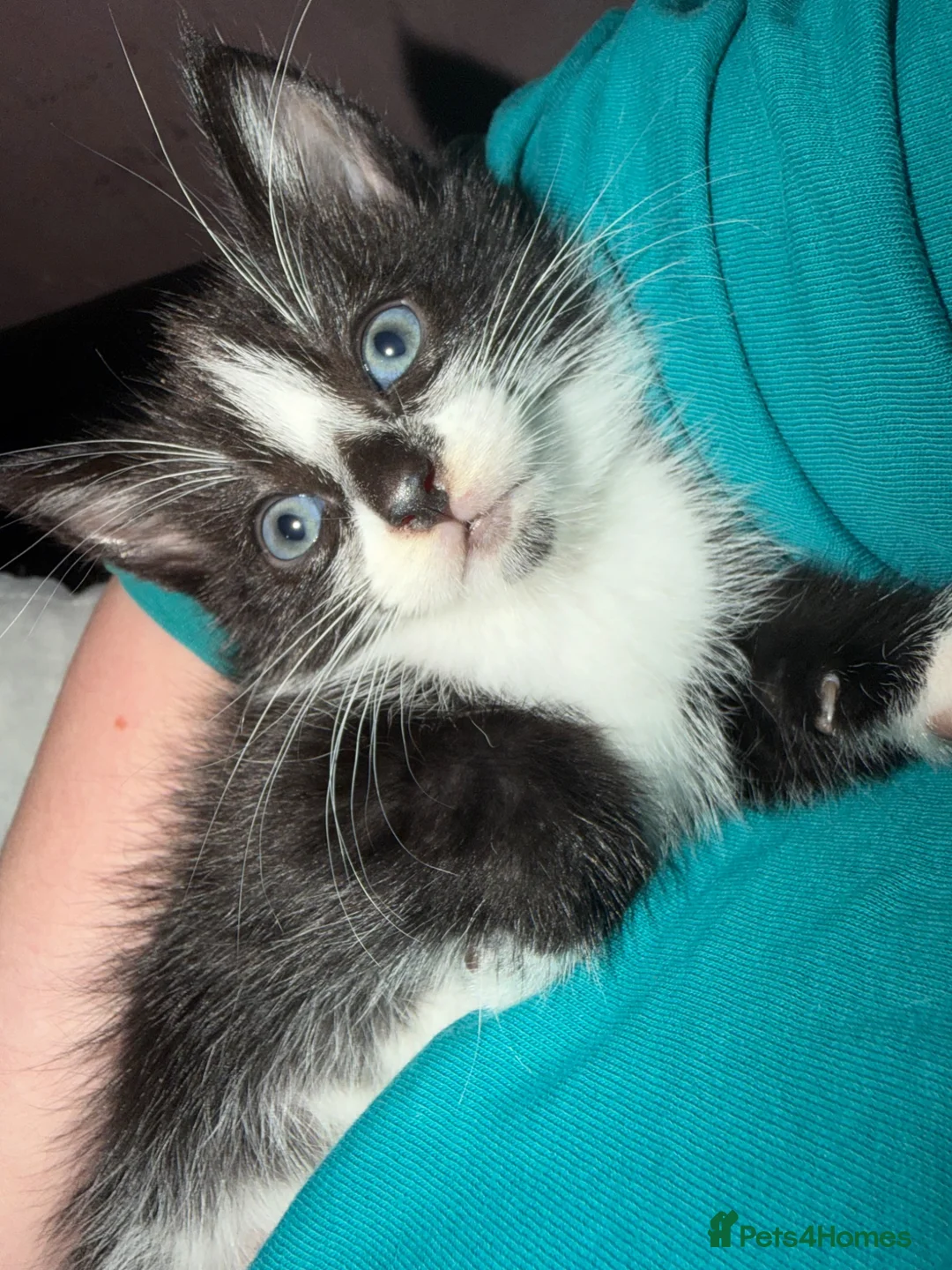Mixed Breed cats for sale: Two kitten for sale  in Holyhead - Advert 2