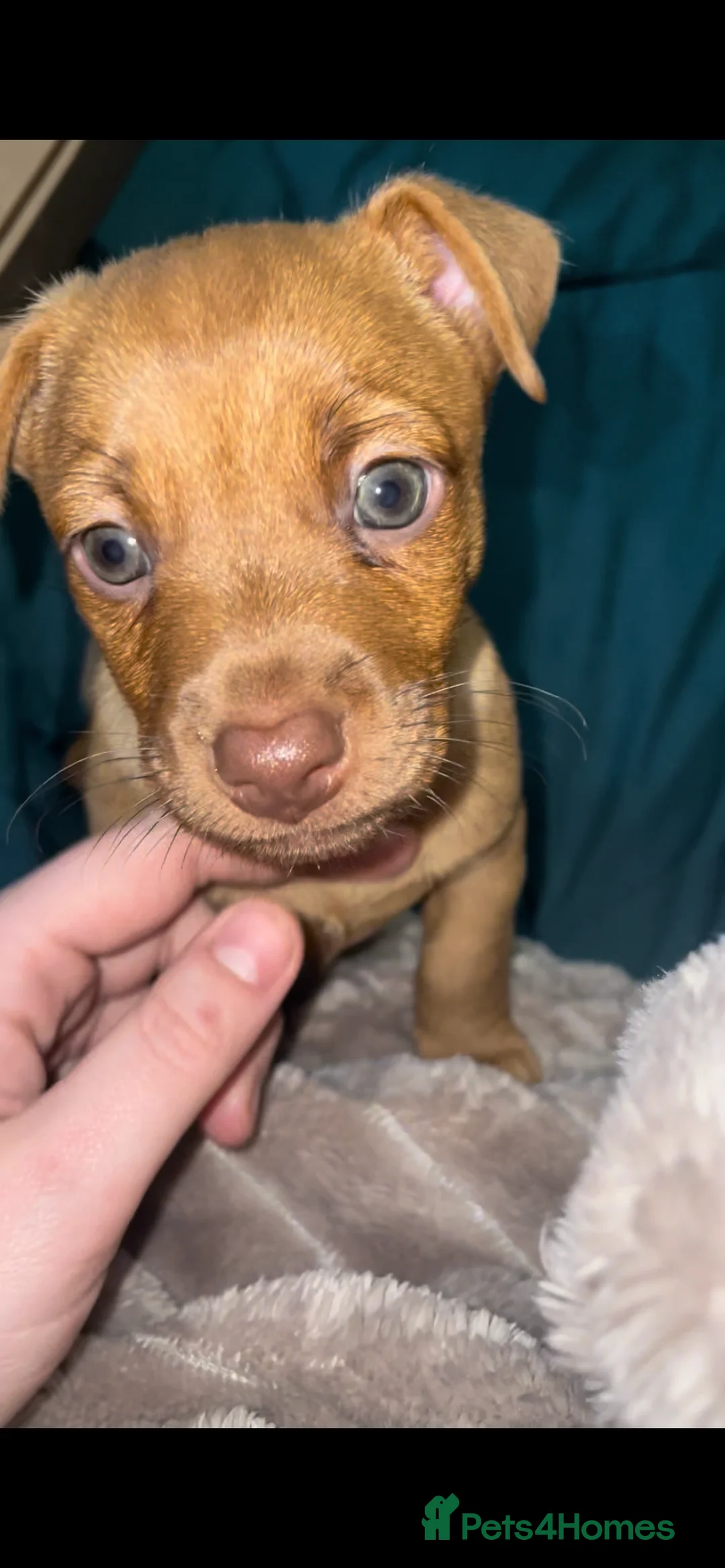 Jack Russell dogs for sale: Only 2 left 1 girl 1 boy Miniature Jack Russell  - Advert 8