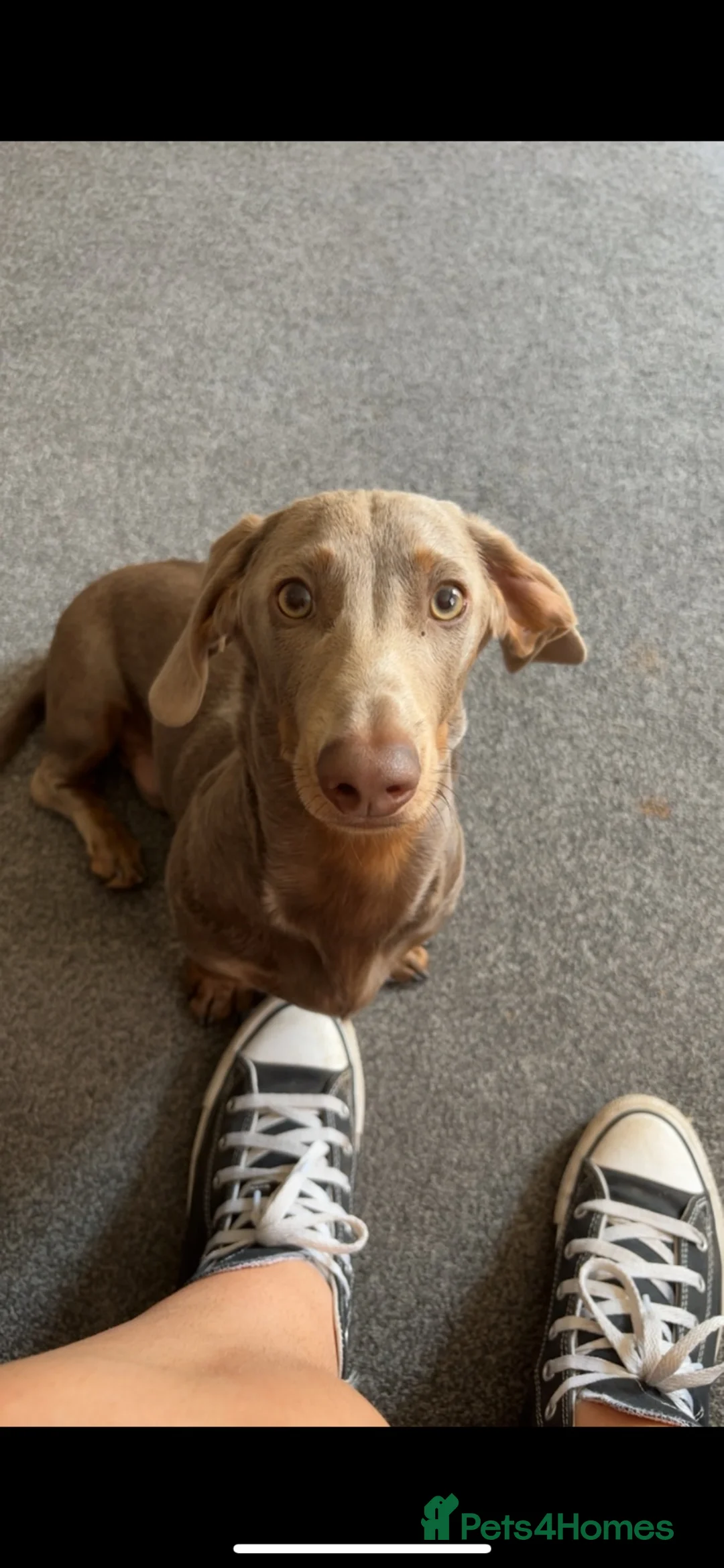 Dachshund dogs for sale: 7 month old dachshund  in Norwich - Advert 1