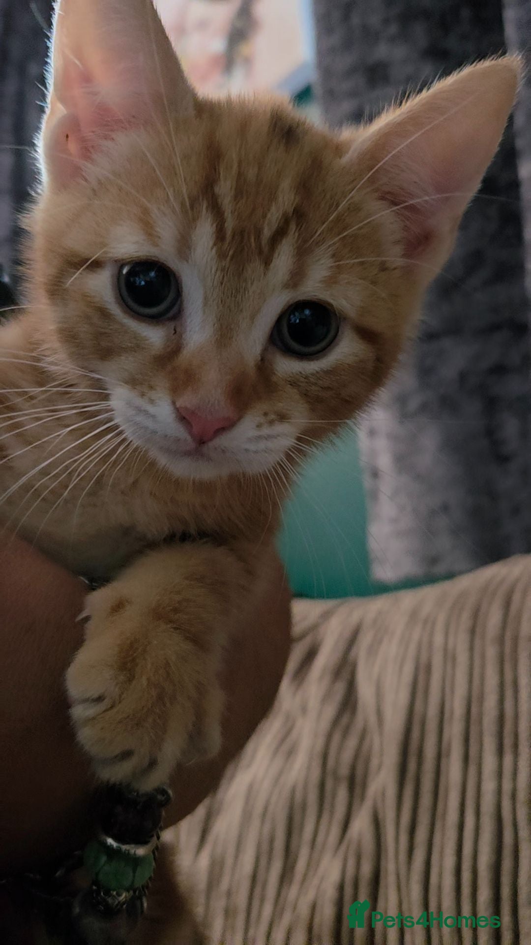 Mixed Breed cats Kittens ready now  - Advert 1