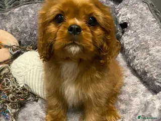 Cavalier King Charles Spaniel dogs Cavalier King Charles spaniel puppies - Advert 2