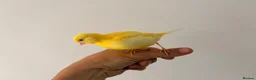 Canaries birds for sale: Adult and hand reared young canaries - Advert 16