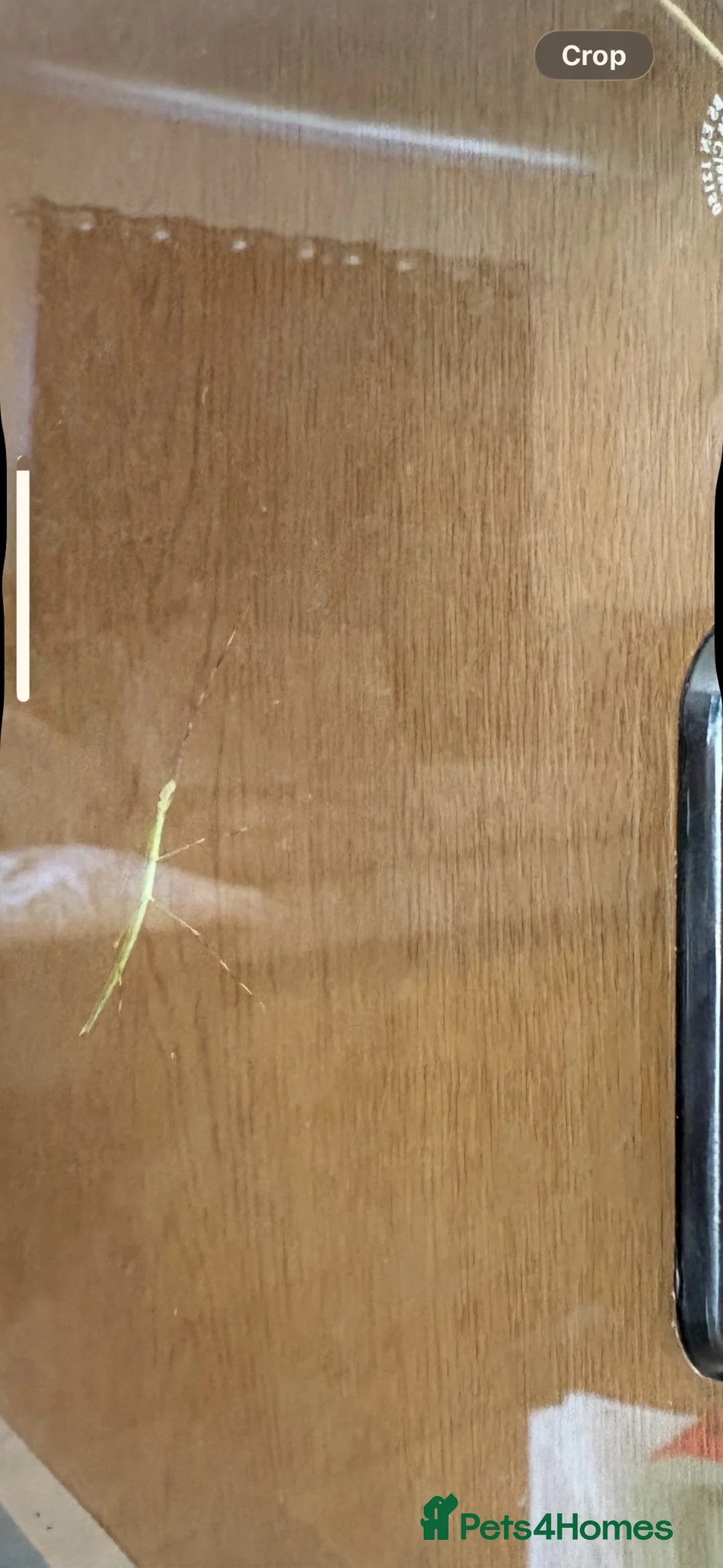Stick Insects invertebrates for sale: Collection of stick insects with vivarium - Advert 3