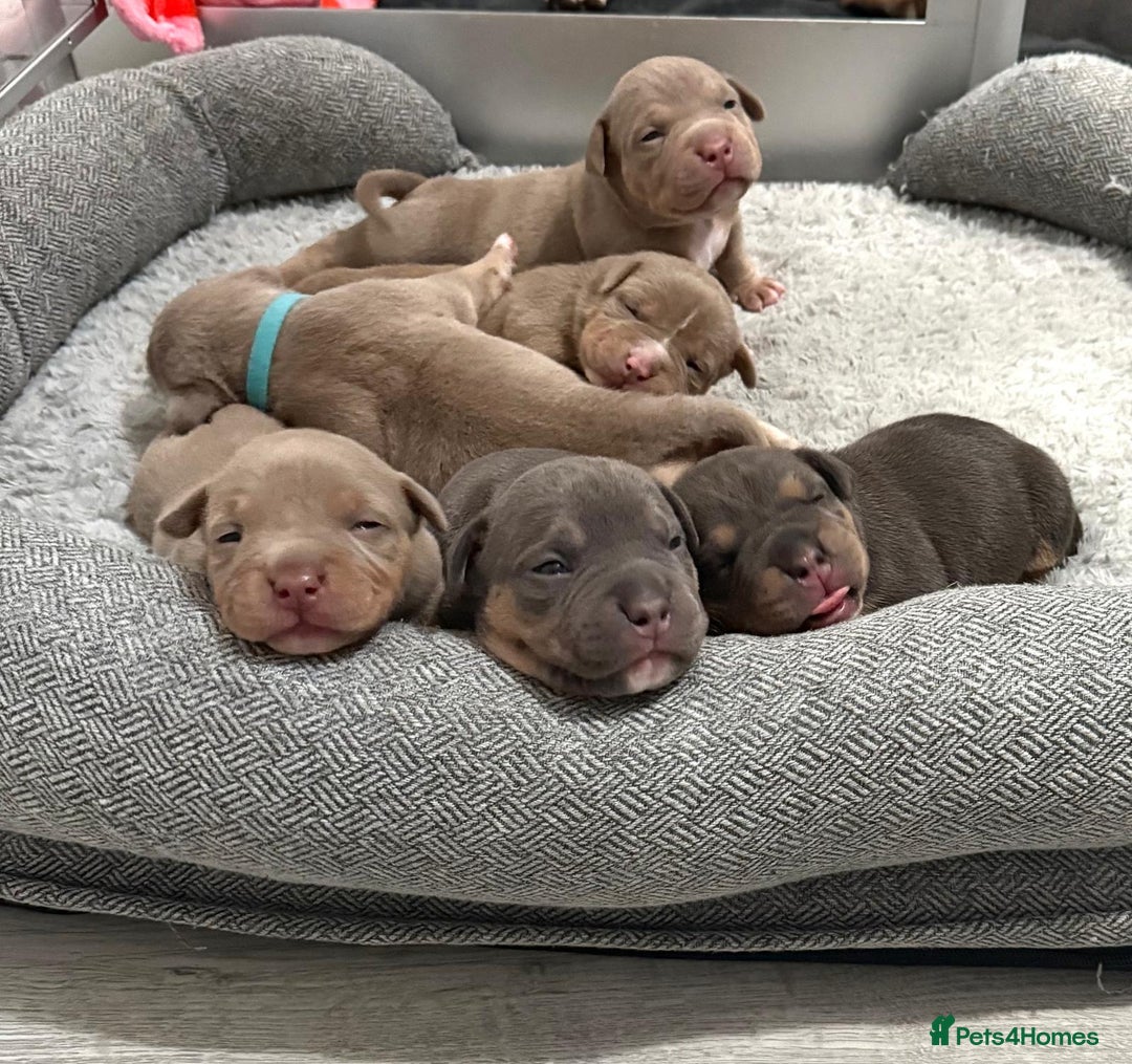 American Bully dogs for sale: American Bully Pocket  - Image 6