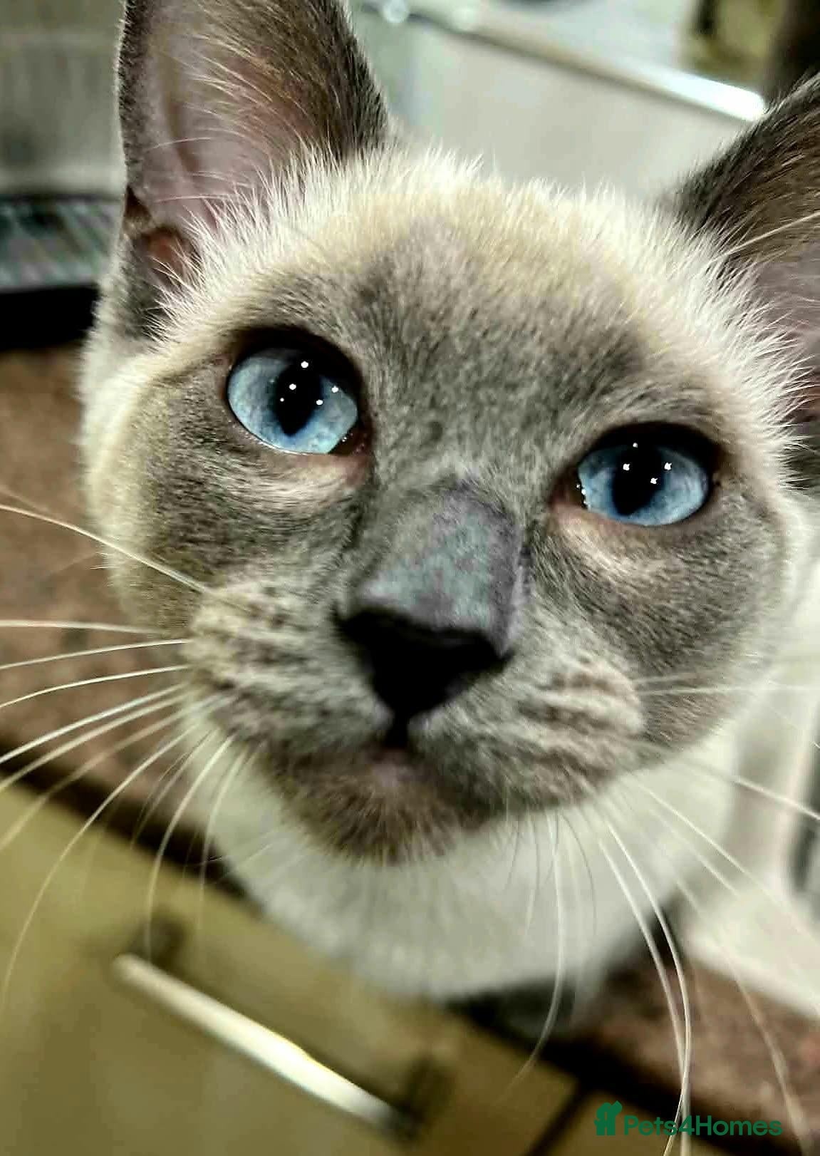 Ragdoll cats Beautiful ragdoll girl - Advert 2