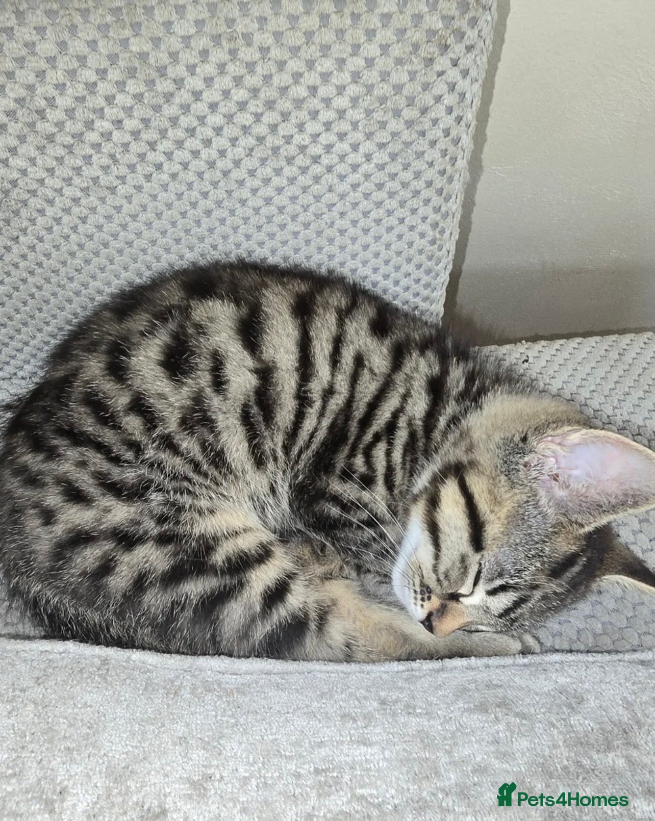 Mixed Breed cats Mixed Breed 2Stunning Silver Tabby Kitten - Advert 3