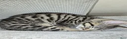 Mixed Breed cats for sale: Mixed Breed 2Stunning Silver Tabby Kitten in Chatham - Advert 1