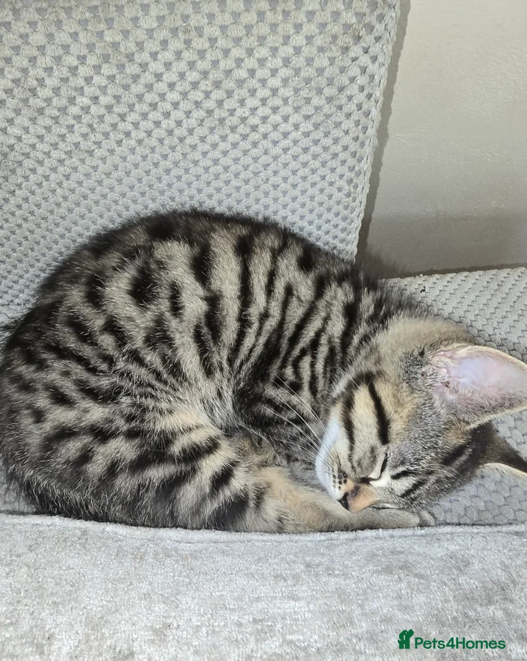 Mixed Breed cats for sale: Mixed Breed 2Stunning Silver Tabby Kitten in Chatham - Advert 1