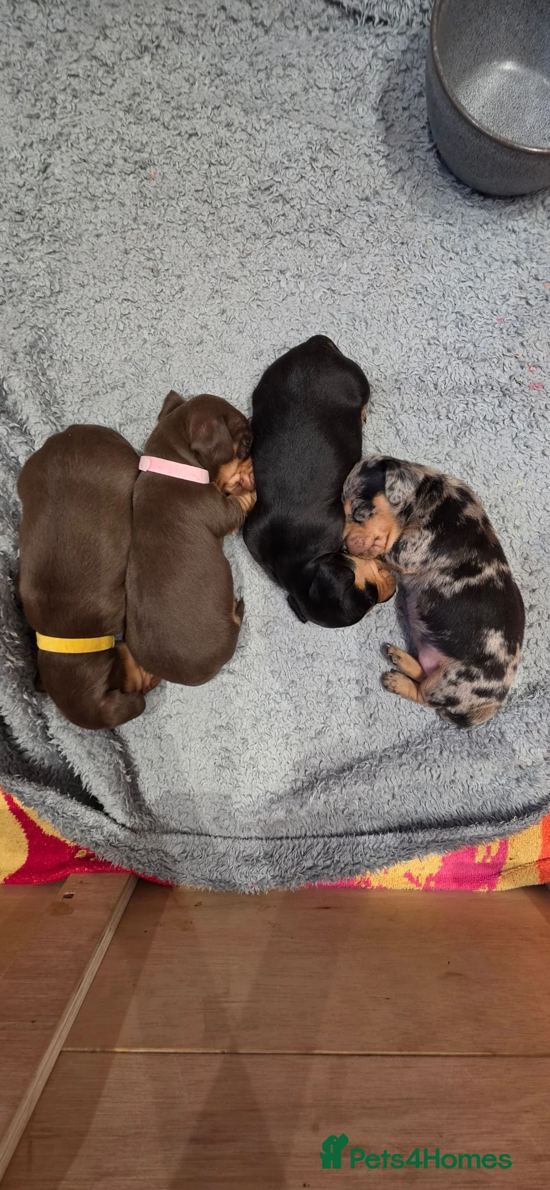 Miniature Dachshund dogs for sale: Beautiful miniature Dachaunds  - Advert 8