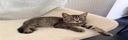 British Shorthair cats for sale: 5 beautiful BSH kittens, 2 girls & 1 boy left - Advert 14