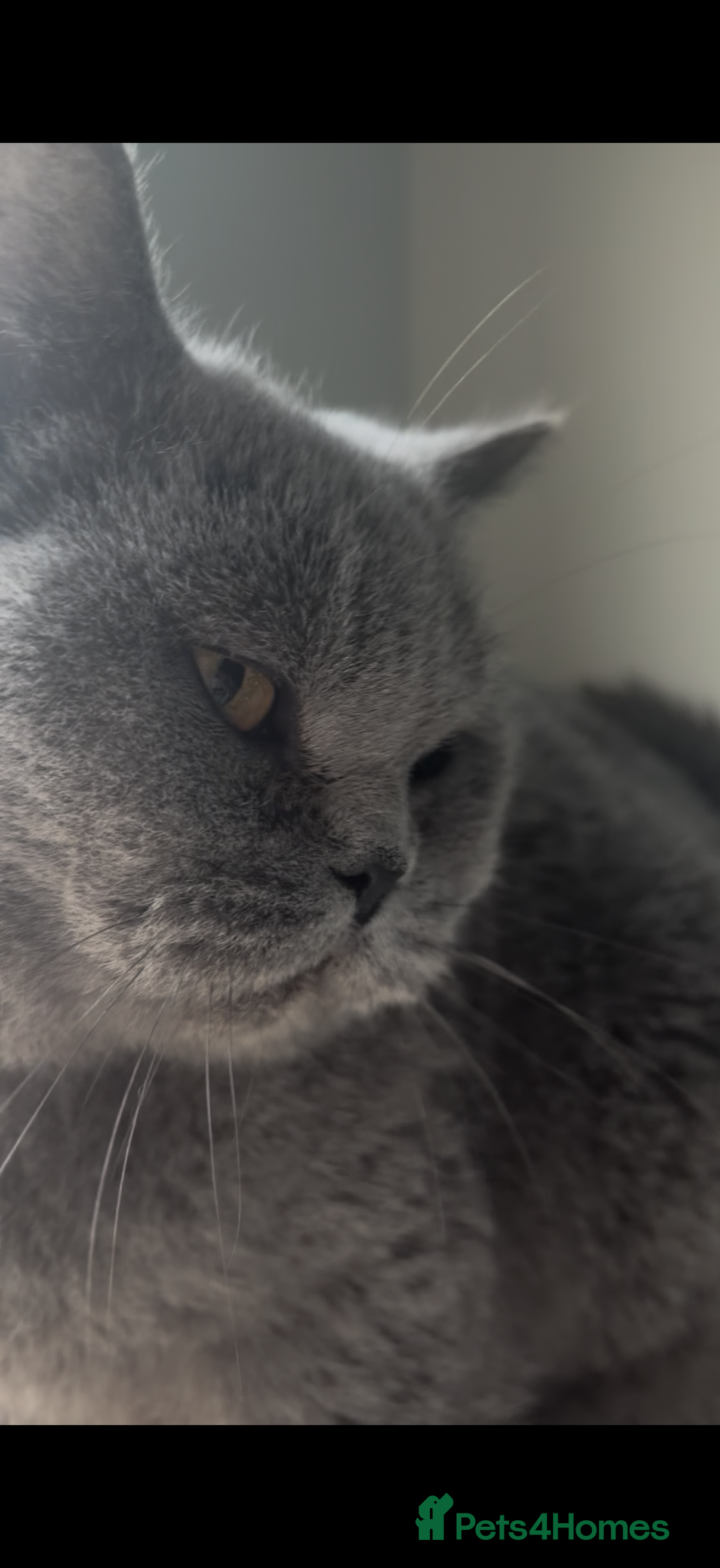 British Shorthair cats Full British short hair kittens LAST ONE - Advert 12