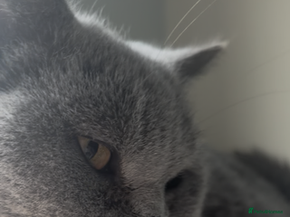 British Shorthair cats Full British short hair kittens LAST ONE - Advert 4