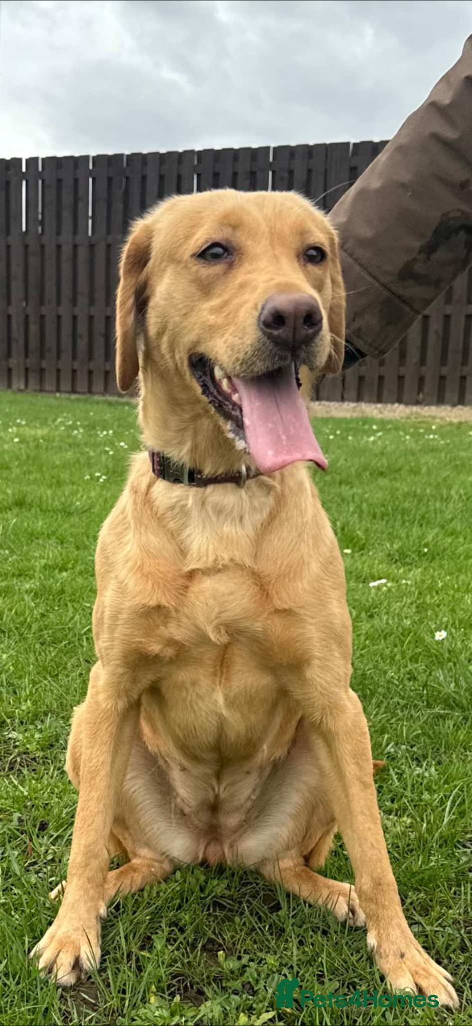 Labrador Retriever dogs Kc registered, fully health tested, Bitch.  - Advert 2