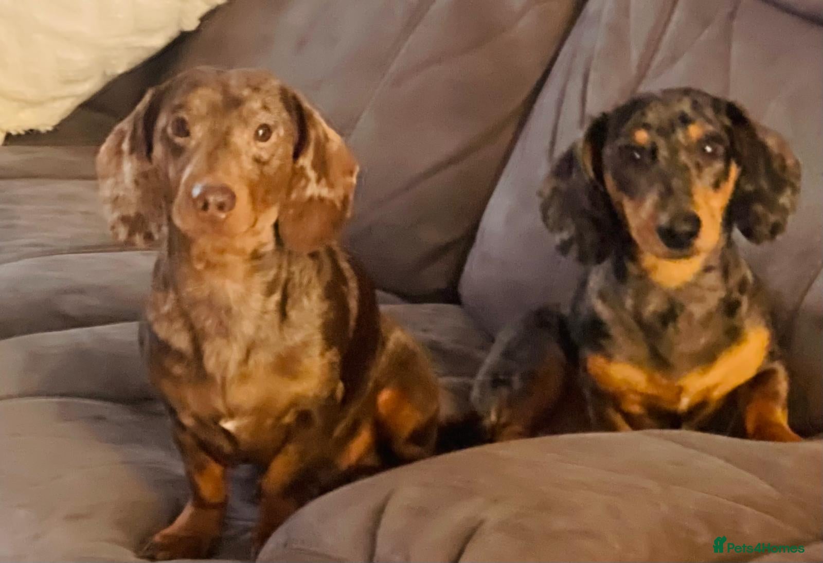 Dachshund dogs 🐾 Dachshund Stud Dogs Available 🐾 - Advert 1