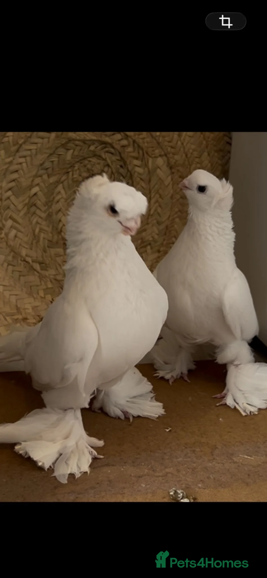 Pigeons birds for sale: UZBEK ORIGINAL and TURKISH PIGEON in Northolt - Advert 1