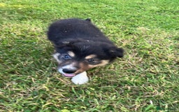 Border Collie dogs for sale: Beautiful border collie pups - Image 4