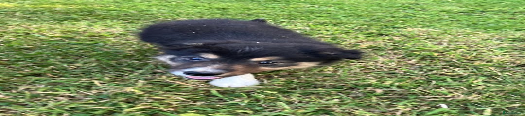 Border Collie Puppy 2