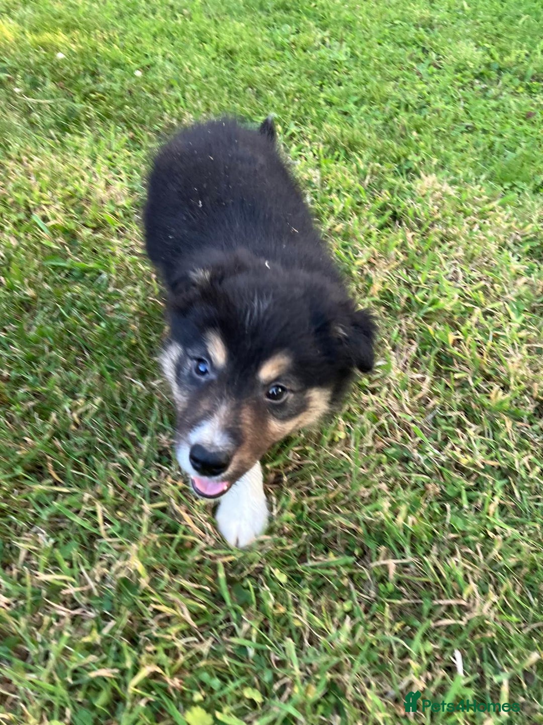Border Collie dogs for sale: Beautiful border collie pups - Image 4