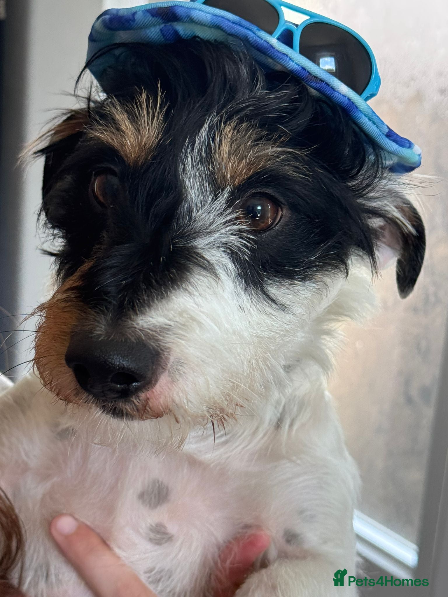 Jack Russell dogs Jack Russell broken haired soften temperament  - Advert 2