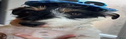 Jack Russell dogs for stud: Jack Russell broken haired soften temperament  in Skipton - Advert 1