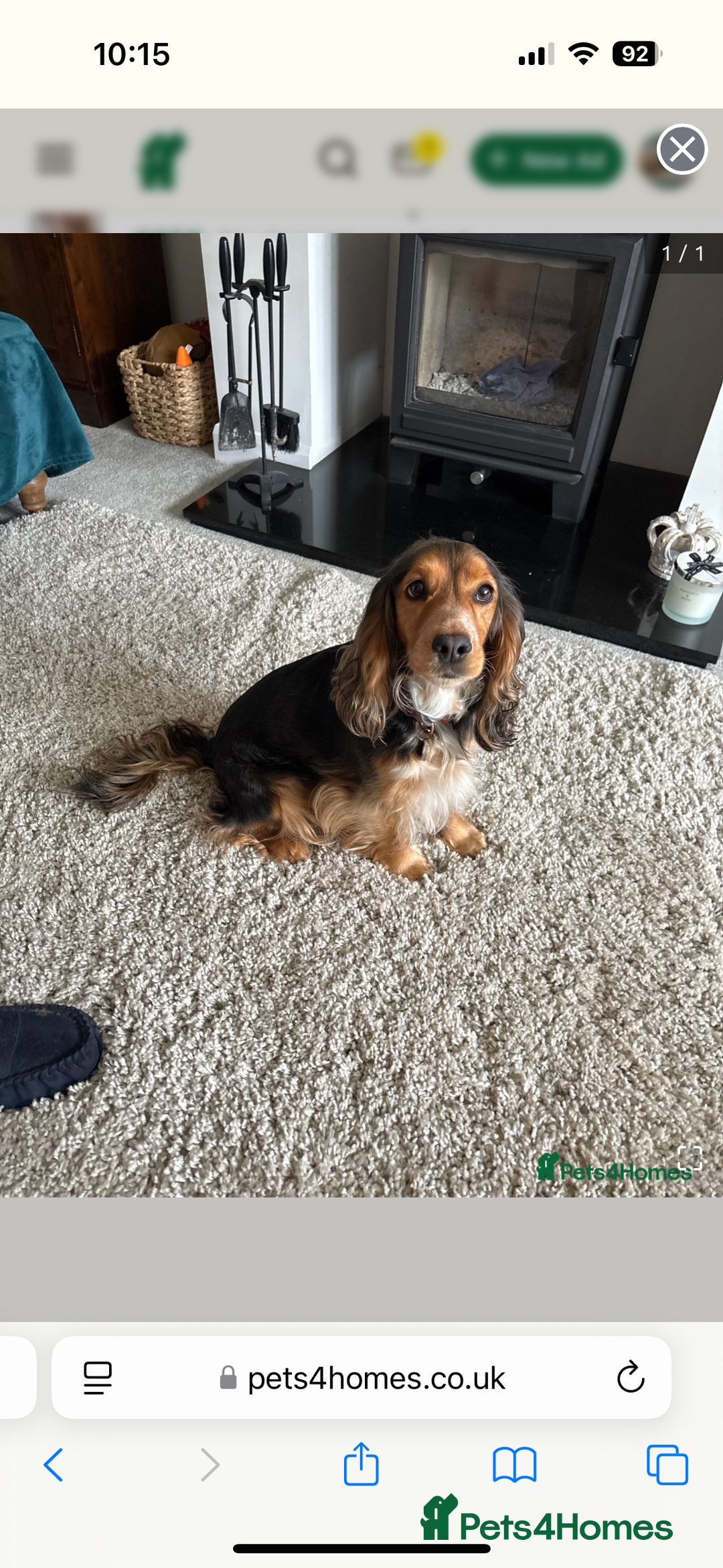 Cocker Spaniel dogs for sale: Outstanding kc reg cocker spaniel puppies - Image 15