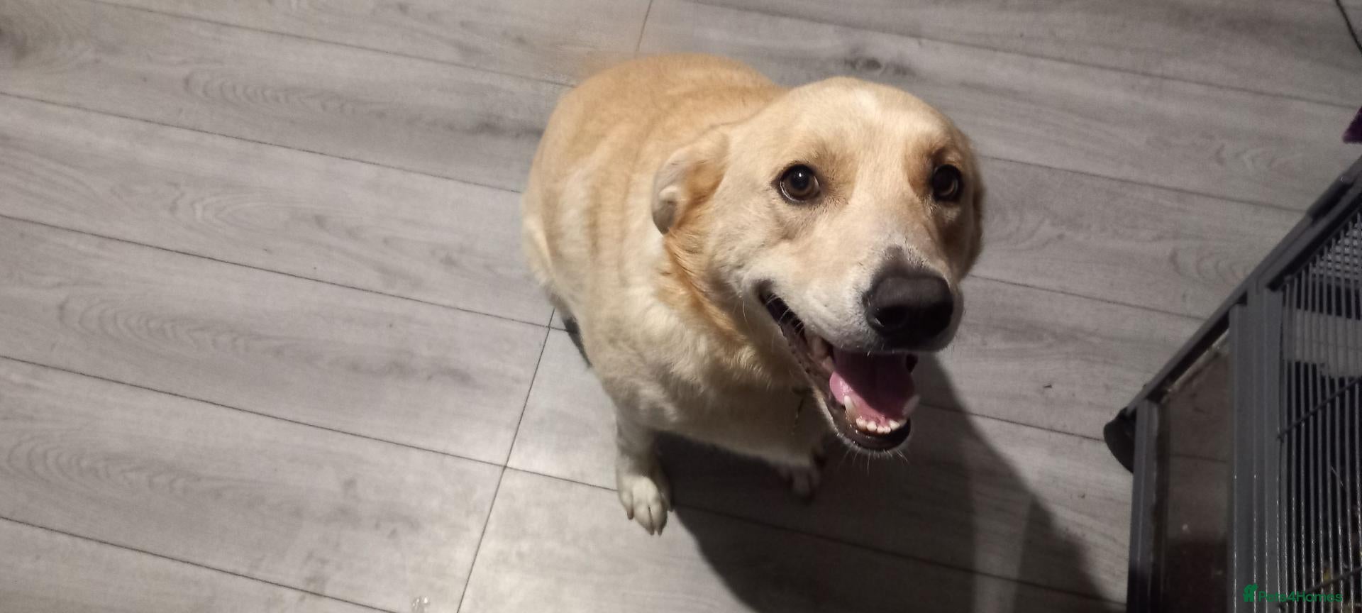 Borador dogs Rehoming male dog - Advert 1