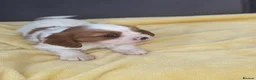 Cavalier King Charles Spaniel dogs for sale: Cavalier King Charles spaniel in Swindon - Advert 9
