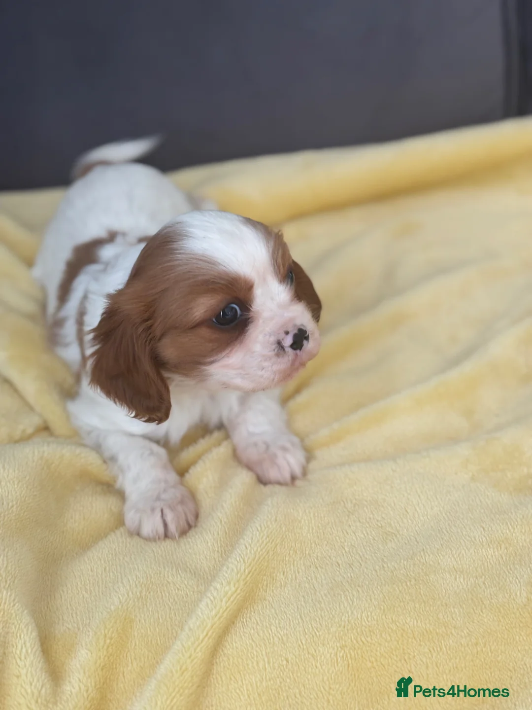 Cavalier King Charles Spaniel dogs for sale: Cavalier King Charles spaniel in Swindon - Advert 9