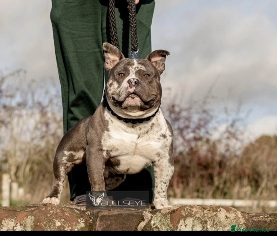 American Bully dogs for stud: ABKC POCKET BULLY STUD - Advert 12