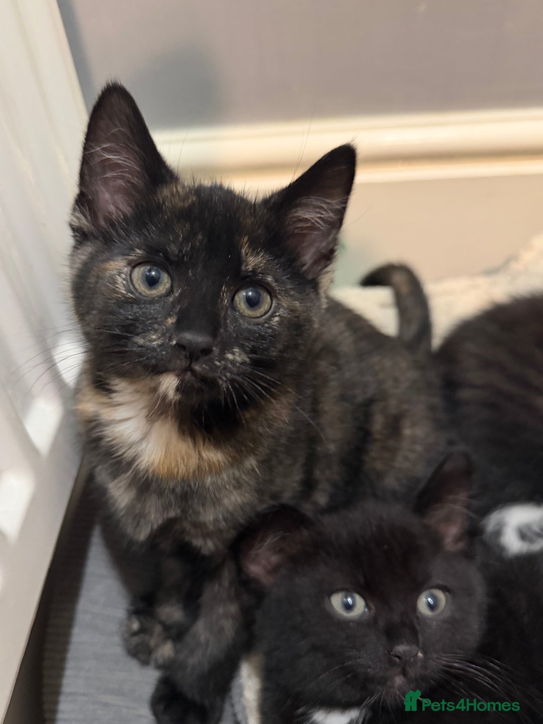 Mixed Breed cats for sale: 5 kittens for sale - Advert 17