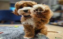 Australian Labradoodle dogs for sale: Genuine Australian Labradoodle Puppies - Image 2