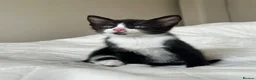 Mixed Breed cats for sale: Kittens - Advert 21