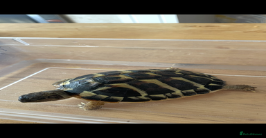 Hermann Tortoise reptiles - Advert 2
