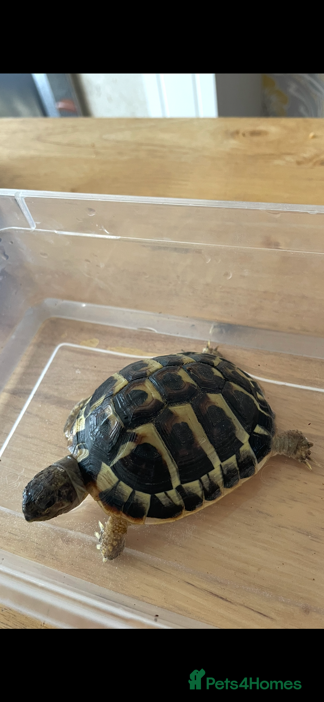 Hermann Tortoise reptiles for sale: Testudo Hermanns Tortoise  - Image 2