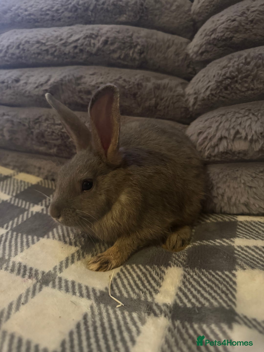 Mixed Breed rabbits for sale: Rabbits for sell. - Image 10