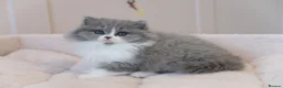 British Longhair cats for sale: PEDIGREE British Longhair kittens - Advert 4