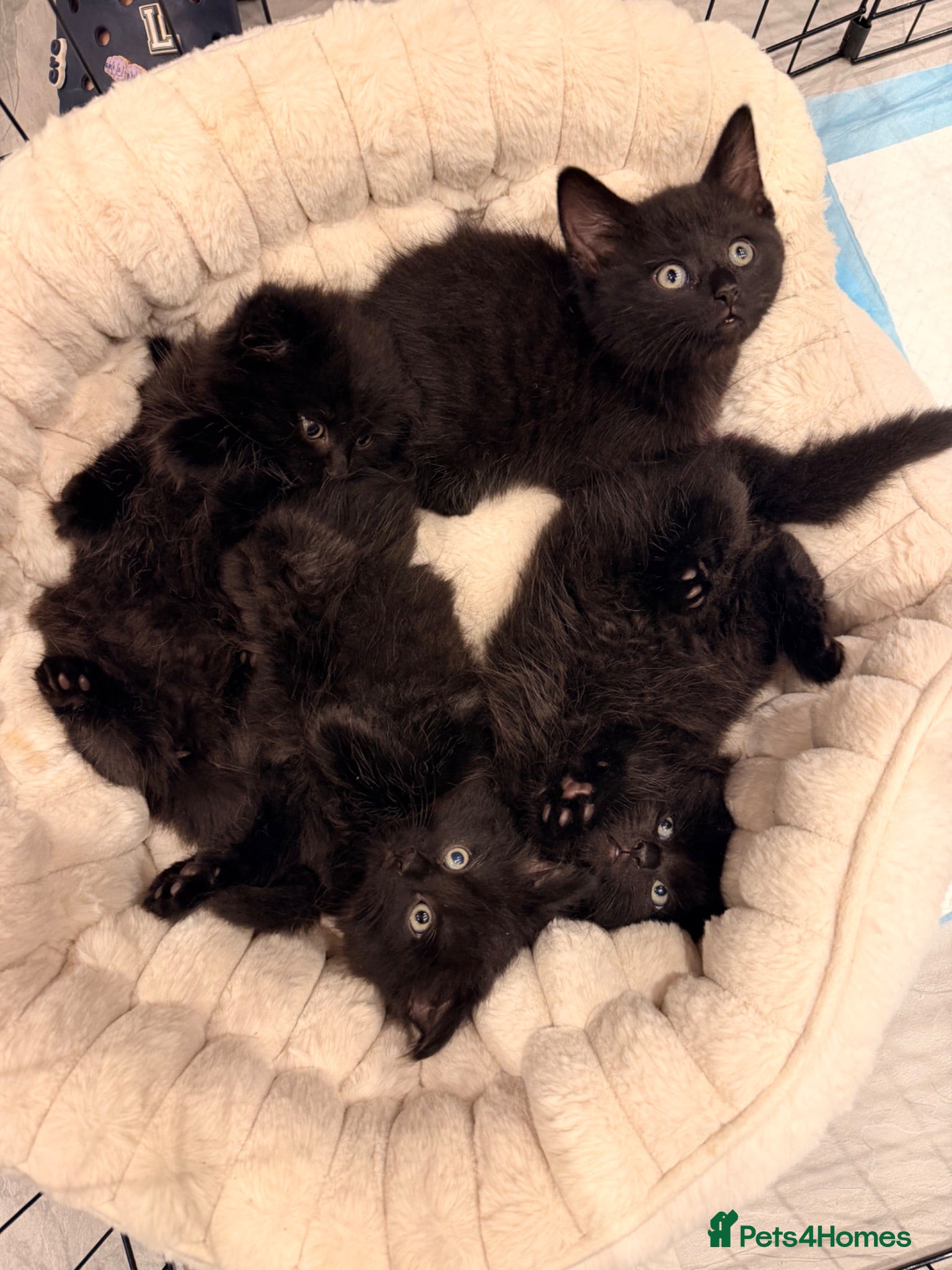 Mixed Breed cats 🐾✨ 2 Left - Adorable Fluffy Black Kittens! ✨🐾 - Advert 2