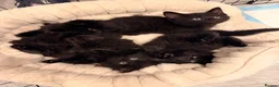 Mixed Breed cats for sale: ✨🐾 1 Boy Left! - Adorable Fluffy Black Kittens! - Advert 2