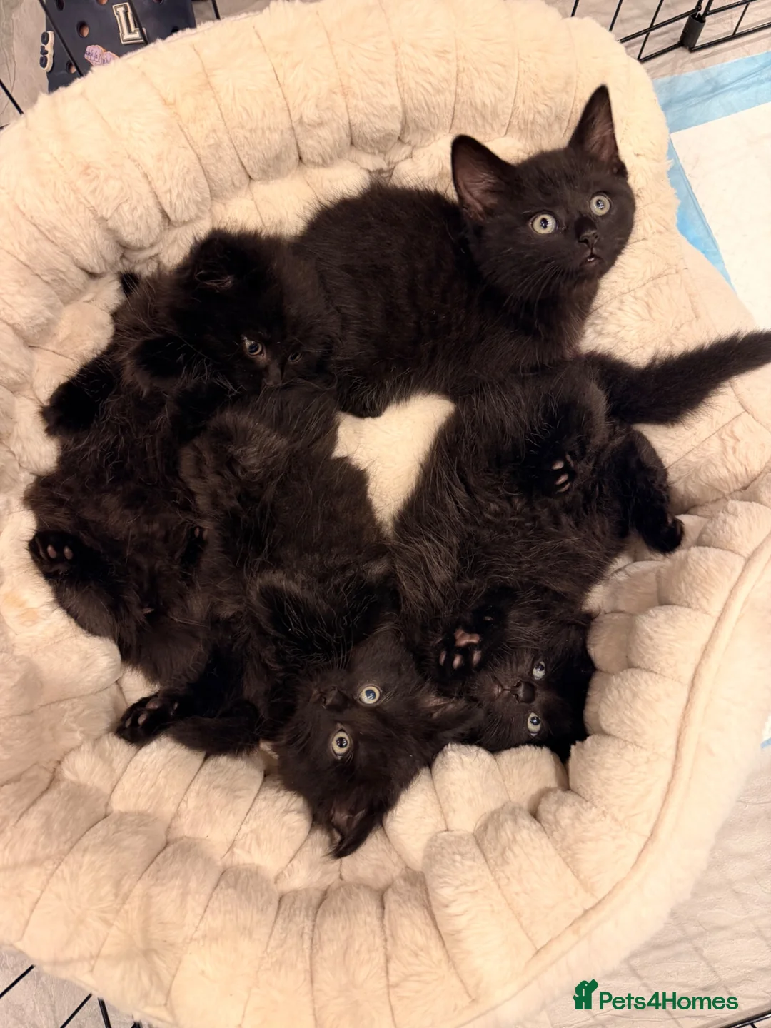 Mixed Breed cats for sale: ✨🐾 1 Boy Left! - Adorable Fluffy Black Kittens! - Advert 2