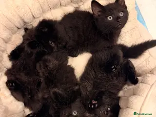 Mixed Breed cats 🐾✨ 2 Left - Adorable Fluffy Black Kittens! ✨🐾 - Advert 2